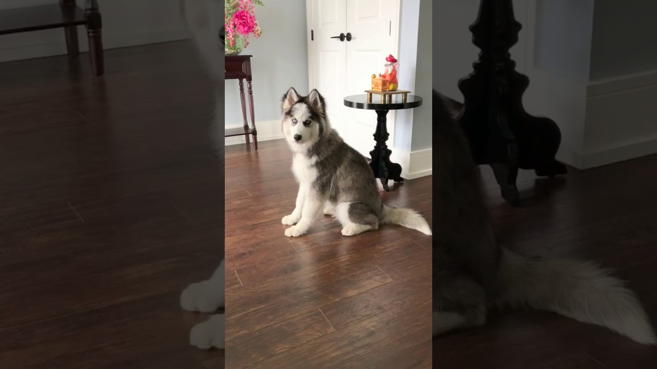 4 Month Old Husky Puppy Waiting For His Mom