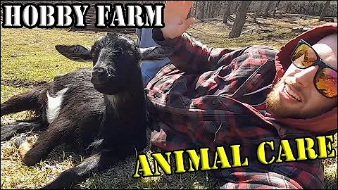 Goats & Chickens - Daily Animal Care Routine - McIron's Homestead - Hobby Farm - Cleaning/Feeding