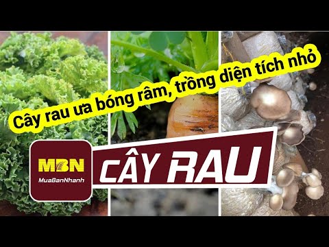 Video Cây rau ưa bóng râm, trồng diện tích nhỏ | MuaBanNhanh... - youtube