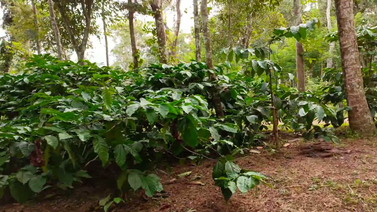 5 Acres Coffee Estate with house for sale in Sakleshpur YouTube