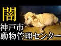 神戸市動物管理センターへ殺処分についての問い合わせ　~「譲渡希望者」がいるにも関らず譲渡せずに殺処分を繰り返している異常な実態~　※チャンネル登録をしてLIAの活動を応援してください。