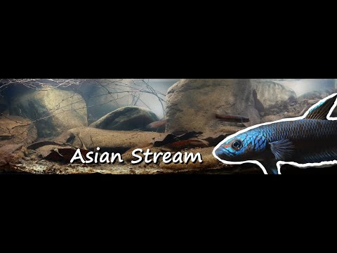 Hill Stream Aquarium 100L Asian Biotope