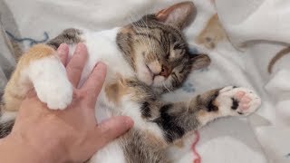 Cat Belly Rubs...mixed Reactions