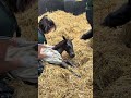 Perfection check: 𝙘𝙤𝙢𝙥𝙡𝙚𝙩𝙚 ✅Looking after the new arrivals at Irish National Stud... ☘️