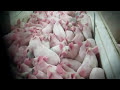 COK Investigates: Cruelty Exposed at Iowa Factory Farm and Hormel Supplier