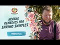 Natural remedies for spring allergies  herbal tips with doctor jones