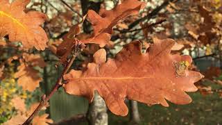 English Oak - leaf close up - November 2018