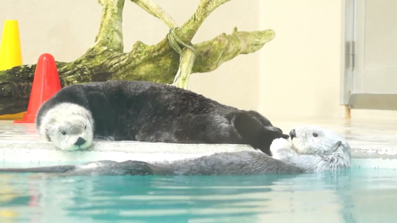 鳥羽水族館 ラッコ メイちゃん「ねぇねぇキラちゃん､一緒にぷかぷか