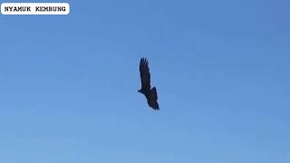 hawk. The king of the sky hunts mountain goats. Crazy