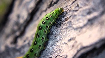 White-Lined Sphinx Moth (Caterpillar)