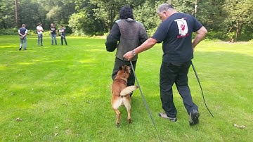 Arco (BRN25872) werp KNPV