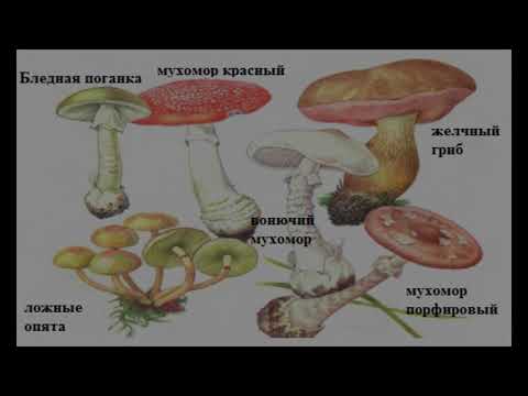 Ядовитые и галлюциногенные грибы на радио КП (Михаил Вишневский).