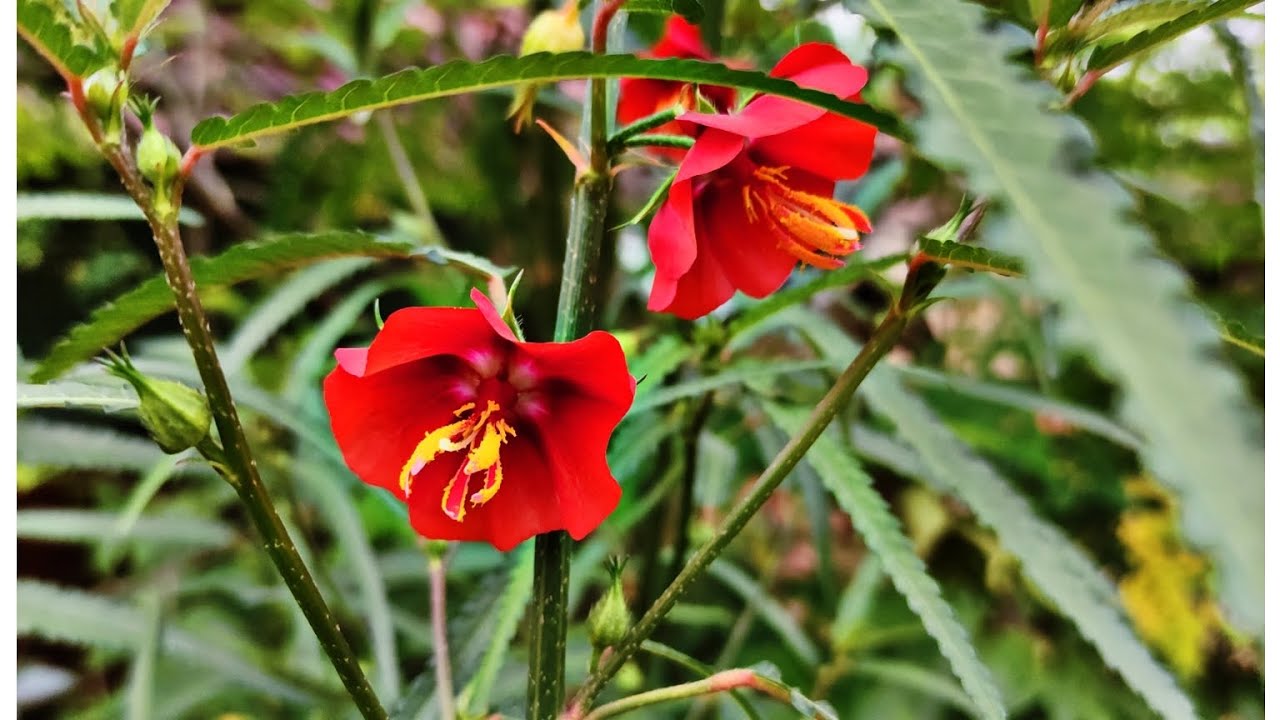 bare baha,Pentapetes phoenicea, Midday Flower, Scarlet Mallow, Copper Cups, Florimpia, Noon Flower