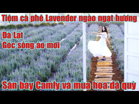 Video Tiệm cà phê Đà Lạt view đẹp hoa Lavender, dã quỳ Cam Ly - youtube