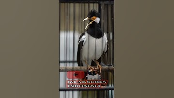 Jalak suren Gacor #jalaksurengacor #pancinganjalaksuren #jalaksurenindonesia #jalaksuren #masteran