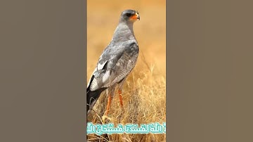 سورة الأنبياء و..كا.،نك تسمعها لأ،،و.ل مر.ة 🌹🌻؛؛🌷💜،،💟🌸؛🌺بصوت الشيخ حمزة مدبو.ح🏵️،🍃💕؛.💓،.❣️💚❤️؛💛