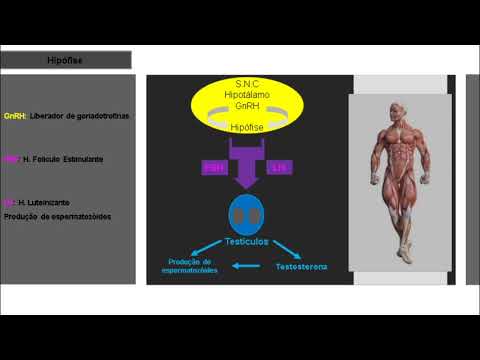 Vídeo: Resposta Do LH Ao GnRH