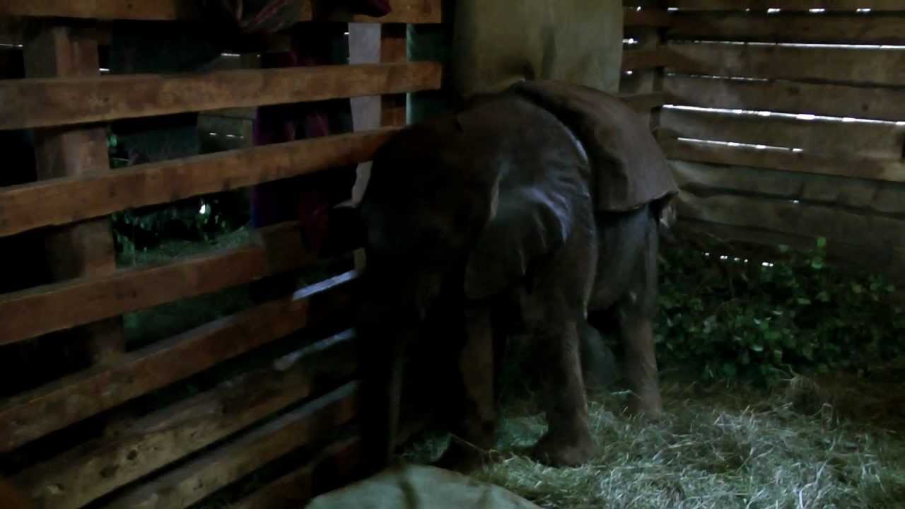 sheldrick elephant orphanage private visit