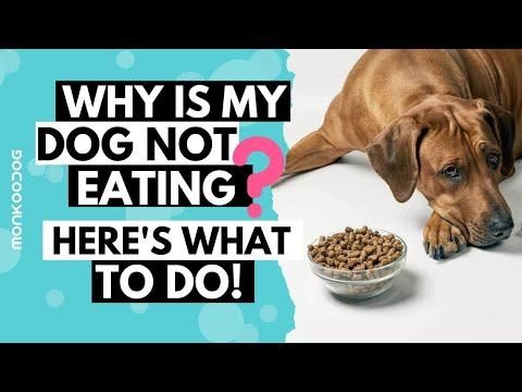 Video: What To Do If Your Dog Is Not Eating