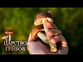 Мифы о грибах. Царство грибов