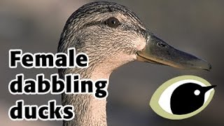 BTO Bird ID - female dabbling ducks