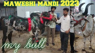 maweshi mandi Hyderabad | finally Akram dairy farm bull purchased | bade janwar in Ajwa cattle farm