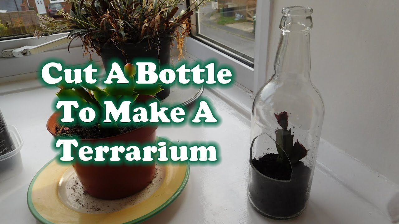 Cutting A Bottle To Make A Mini Terrarium