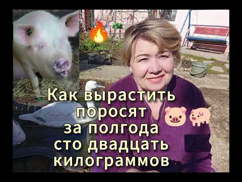 КАК❓ ВЫРАСТИТЬ ПОРОСЯТ