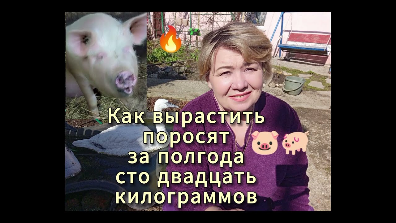 КАК❓ ВЫРАСТИТЬ ПОРОСЯТ ЗА ПОЛГОДА СТО ДВАДЦАТЬ КИЛОГРАММОВ ОТКОРМ СВИНЕЙ