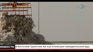 14/2/2024 В Восточном Туркестане все ещё используют принудительный труд