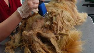Asmr Dog Grooming
