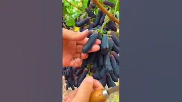اجود انواع العنب الياقوت 