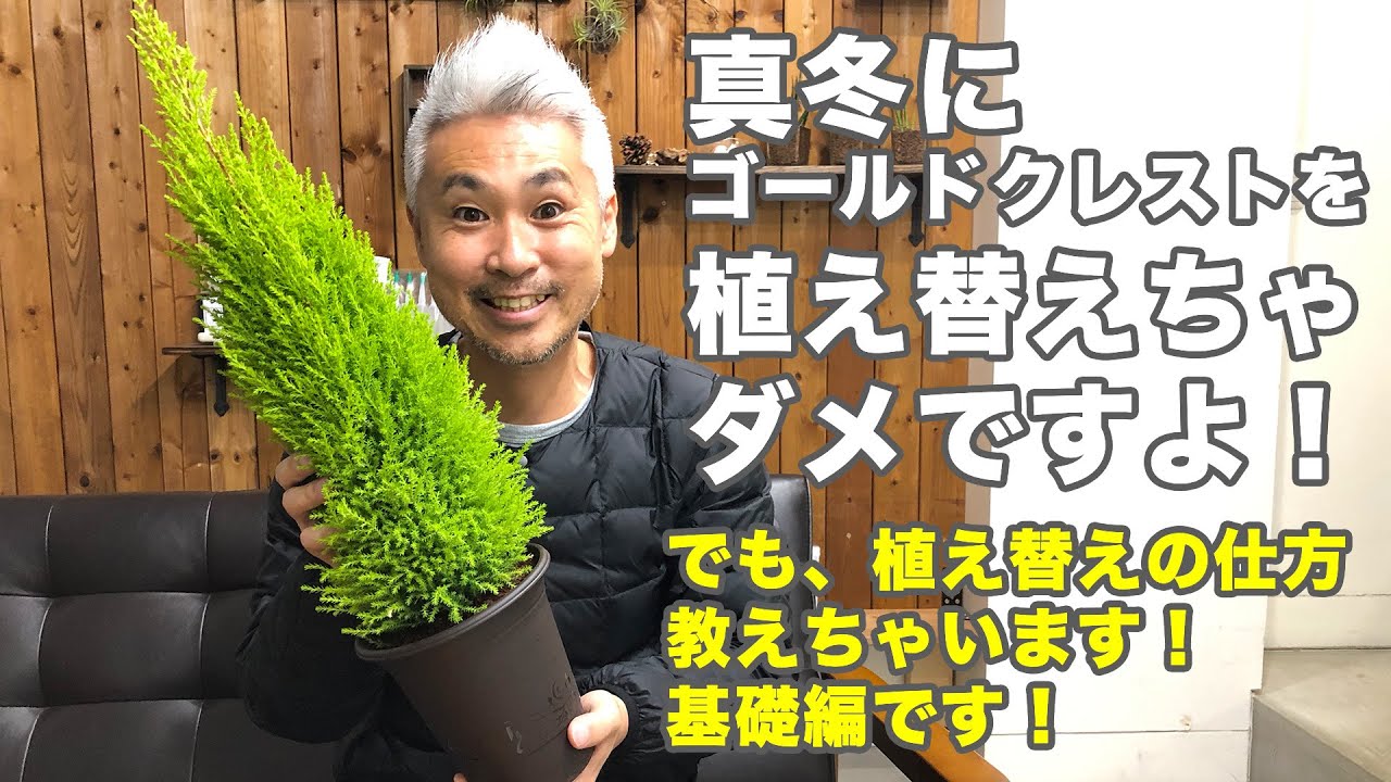 ゴールドクレストの育て方 植え替えの時期や方法 使用しているのはウィルマです Youtube