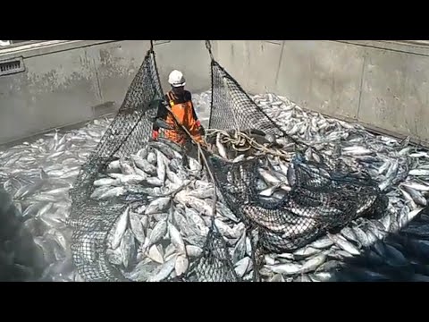 proses kapal reefer