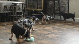 Catahoula Bulldog Puppies For Sale