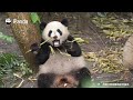 Mom, Stop Eating And Play With Me! | iPanda