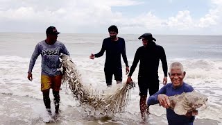 CENTENAS DE CARDUMES DE SARDINHAS  NAS PRAIAS DE MANGUE SÊCO.