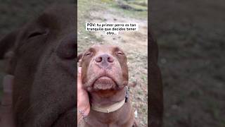 Primer perro 😇 vs segundo perro 😈 #pitbull #perros #cachorrosdivertidos