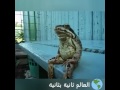 على وضعك ياكبير A Frog Sitting On A Bench Like A Human