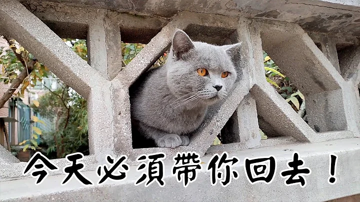 喂流浪猫时，跑来一只饥饿的蓝猫。网友们说：蓝猫如果被遗弃了，牠可能活不了！ - 天天要闻