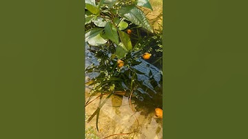 Ốc táo có ăn rong không?