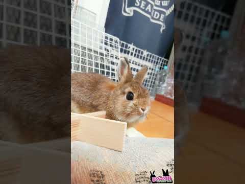 （白目がちのチロメちゃん）かじり木にかまちょされる🐰