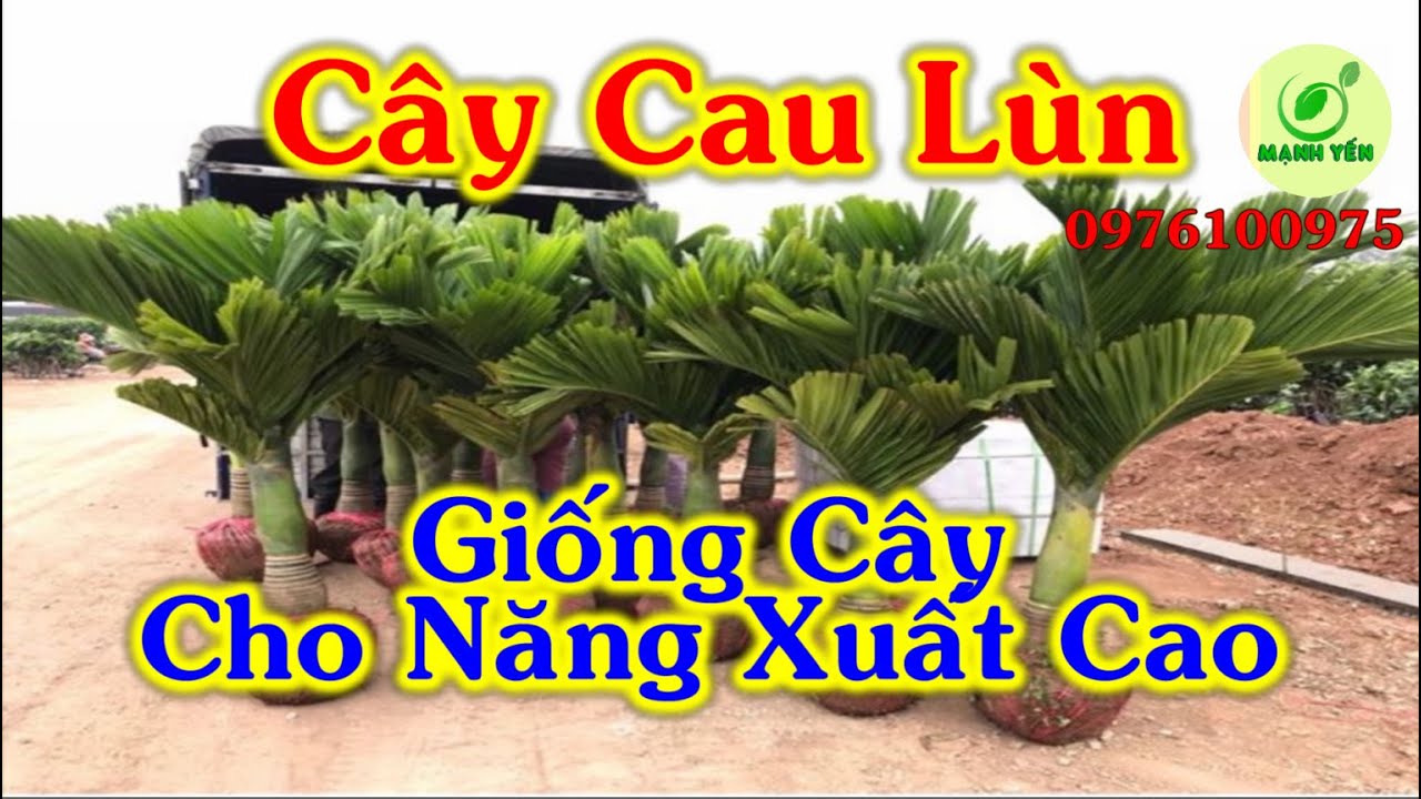 Cây Cau Lùn Cho Năng Xuất Cao | cách nhận biết cau lùn... - youtube