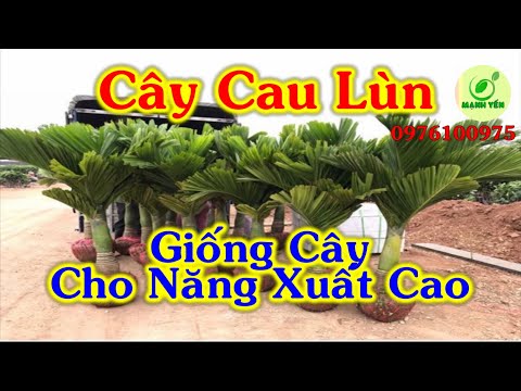 Video Cây Cau Lùn Cho Năng Xuất Cao | cách nhận biết cau lùn... - youtube