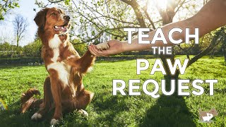 Teach your dog 'PAW' by Nigel Reed 24,814 views 1 year ago 4 minutes, 22 seconds