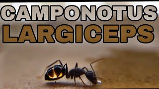 ЭТИ МУРАВЬИ ШОКИРОВАЛИ МЕНЯ! | CAMPONOTUS LARGICEPS - самый большой полиморфизм среди кампов!