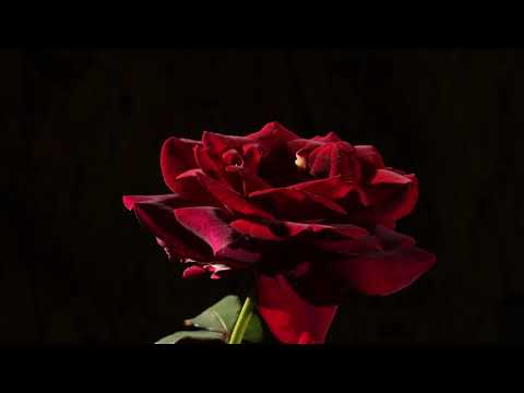 Shadowfields - "Awake"