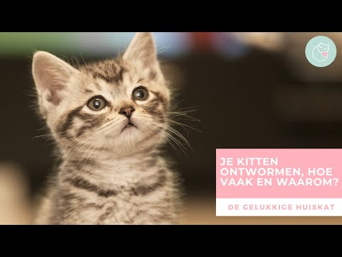 Video: Kunnen kittens worden ontwormd?