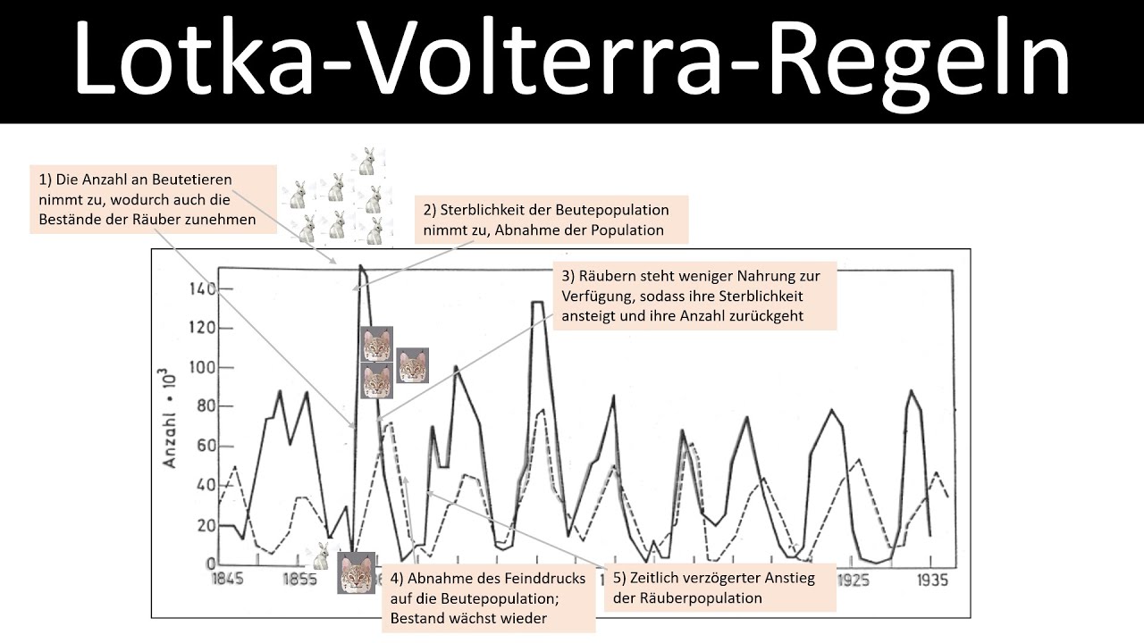 Lotka Volterra Regeln 1-3 Lotka-Volterra-Regeln [Räuber-Beute-Beziehungen] - Luchs + Schneehase