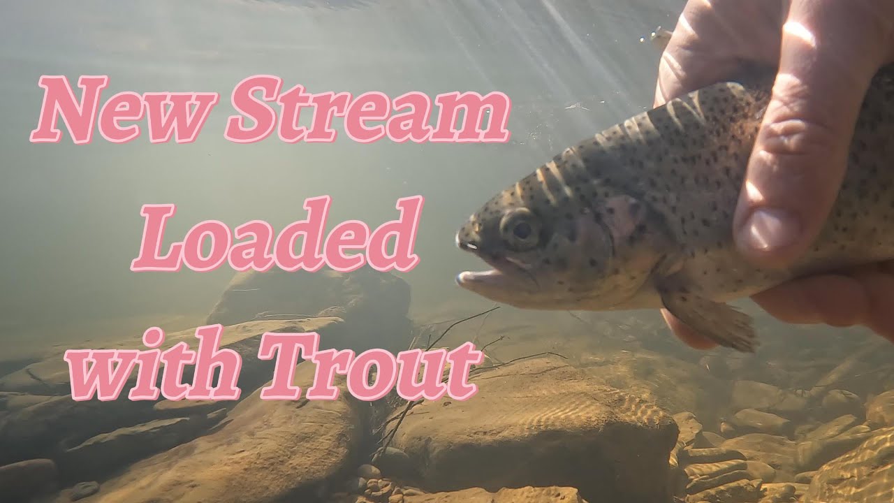 Fishing Trout in New Creek, Loaded with Trout YouTube